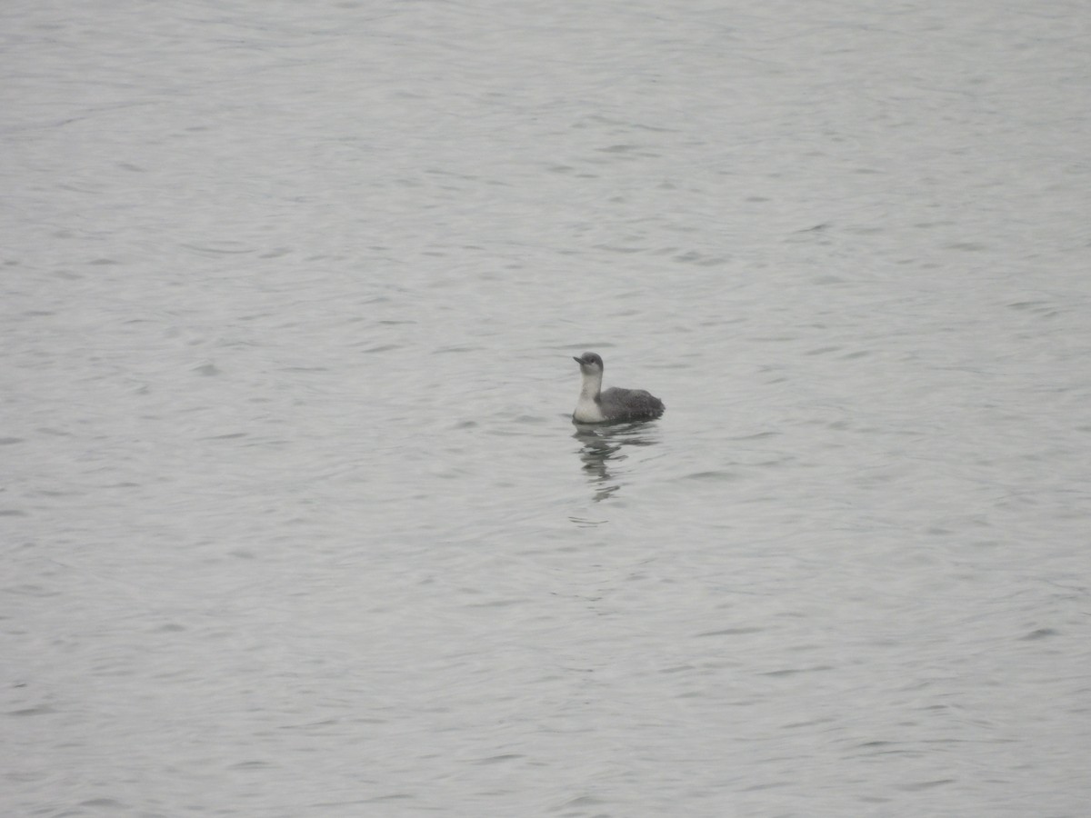 Red-throated Loon - ML630282251