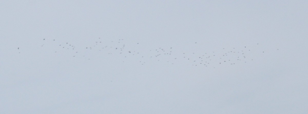 Red-billed Chough - ML630282311