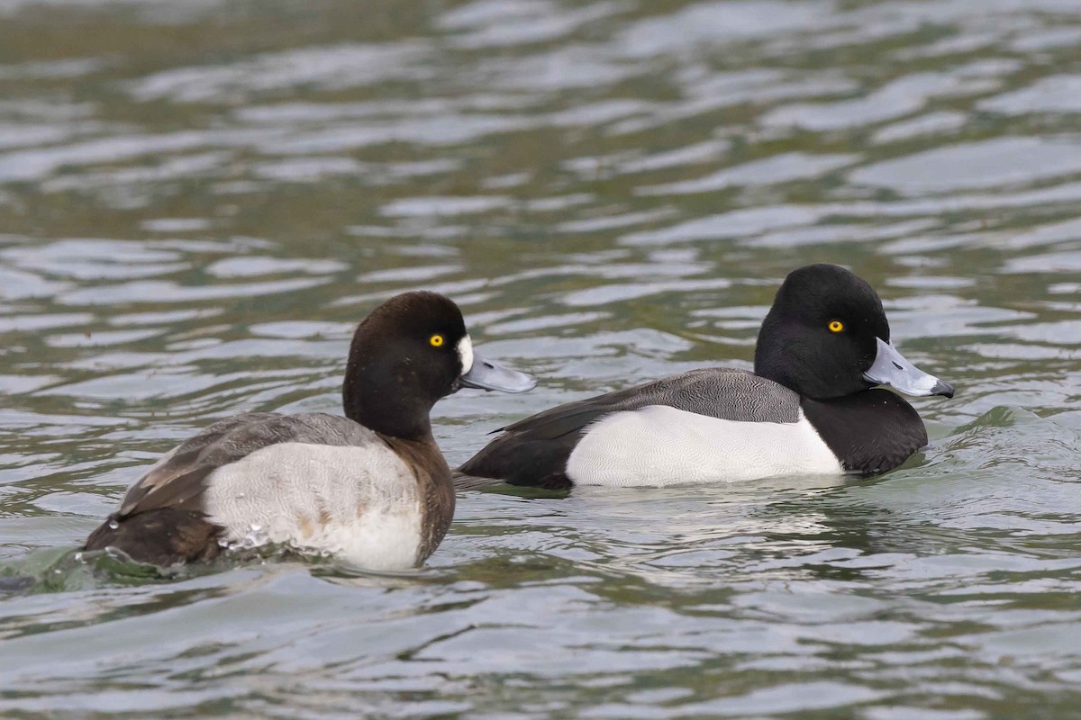Ring-necked Duck x scaup sp. (hybrid) - ML630282445