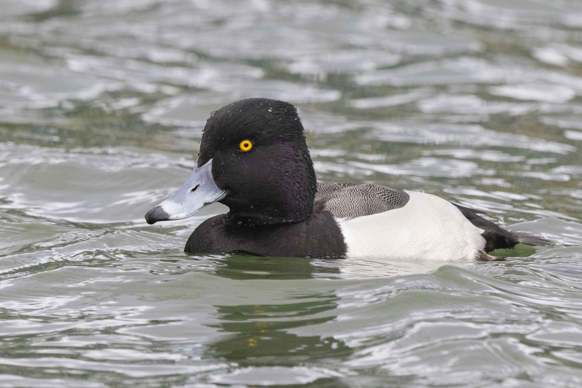 Ring-necked Duck x scaup sp. (hybrid) - ML630282449