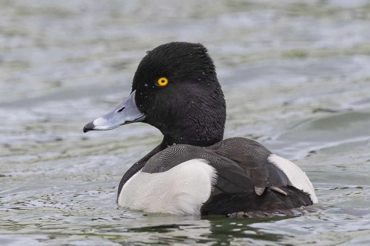 Ring-necked Duck x scaup sp. (hybrid) - ML630282450