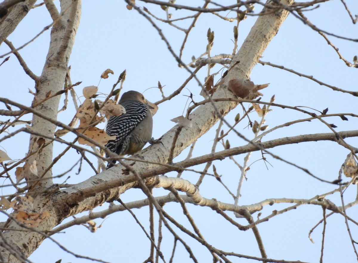 Gila Woodpecker - ML630282513