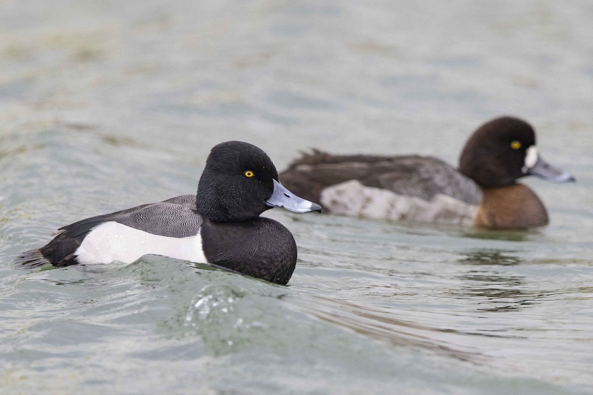 Ring-necked Duck x scaup sp. (hybrid) - ML630282517