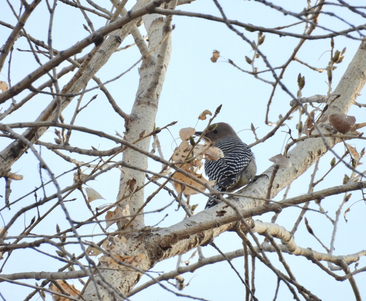 Gila Woodpecker - ML630282520