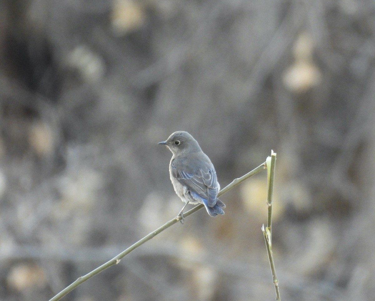 Western Bluebird - ML630282529
