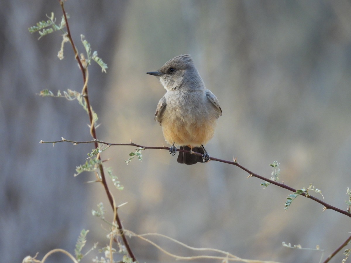 Say's Phoebe - ML630282545