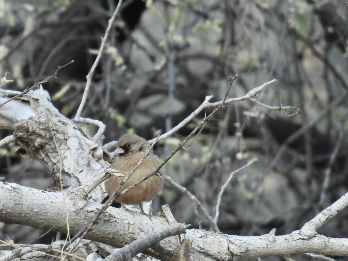 Abert's Towhee - ML630282560