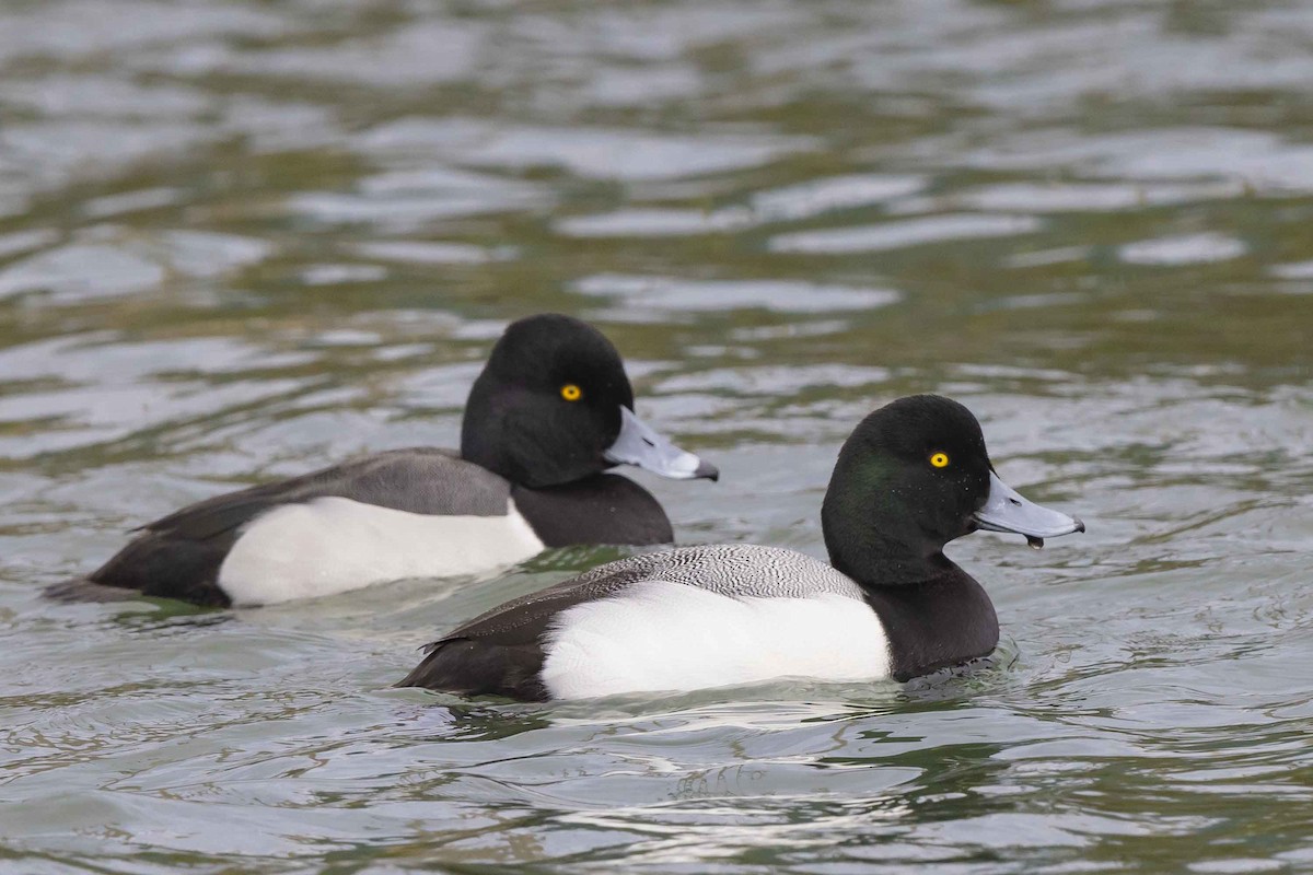 Ring-necked Duck x scaup sp. (hybrid) - ML630282599