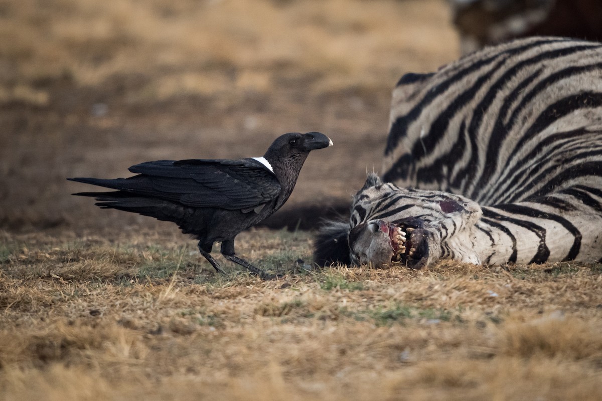 White-necked Raven - ML630283024