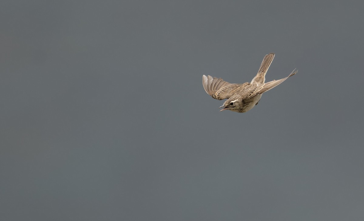 Mountain Pipit - ML630283132