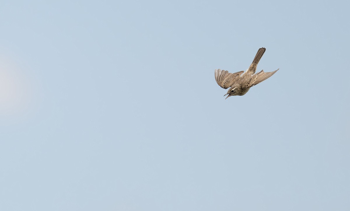 Mountain Pipit - ML630283140