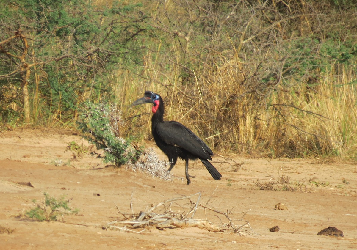 Abyssinian Ground-Hornbill - ML630283169