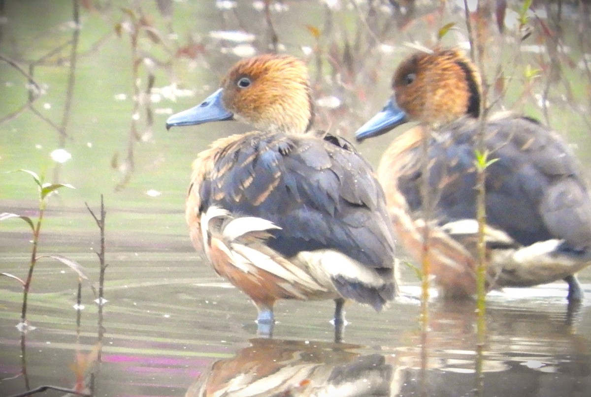 Fulvous Whistling-Duck - ML630283256