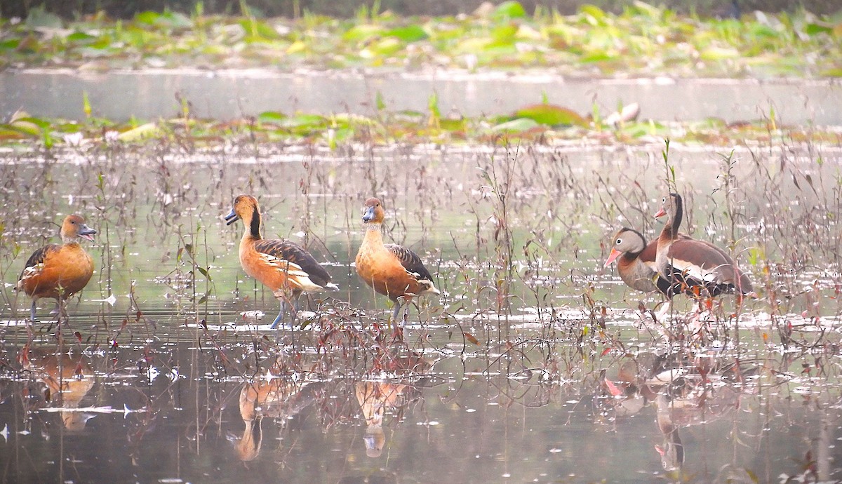 Fulvous Whistling-Duck - ML630283318