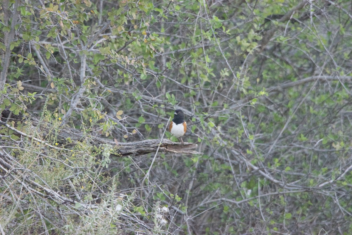 Fleckengrundammer - ML630283461