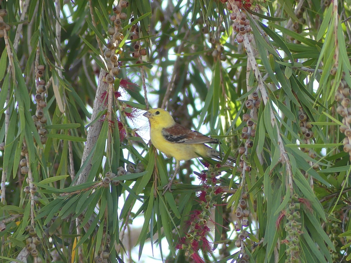 Sudan Golden Sparrow - Chris Lamsdell