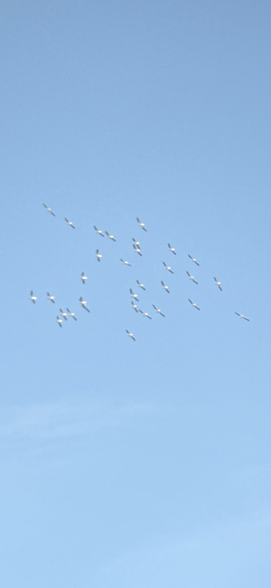 American White Pelican - ML630283964