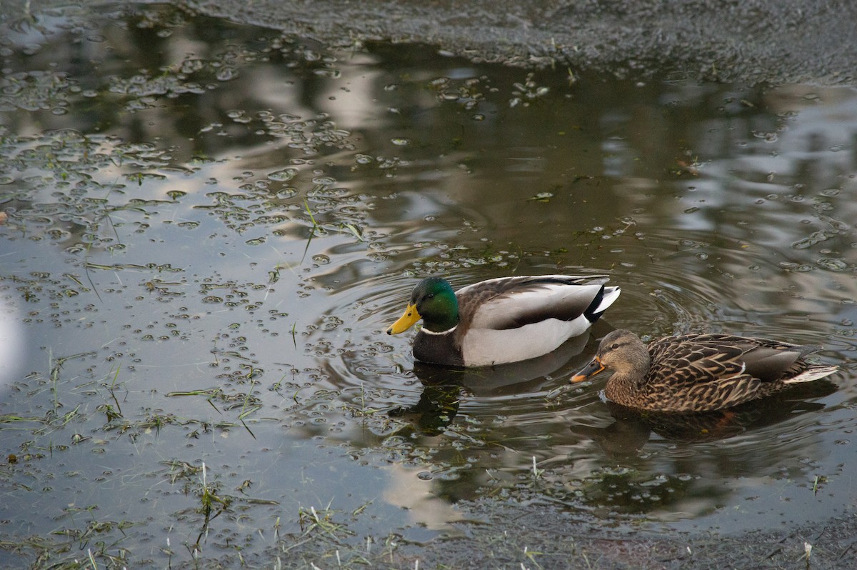 Stockente - ML630283986