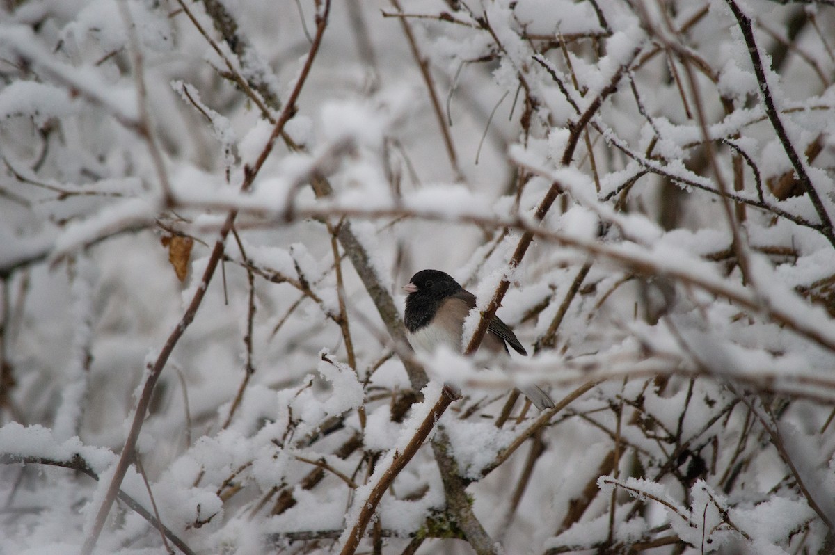 Winterammer - ML630284050
