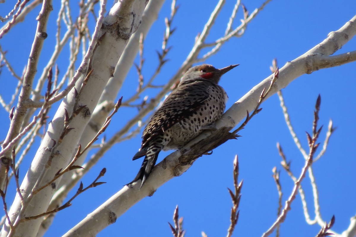 Northern Flicker - ML630284053