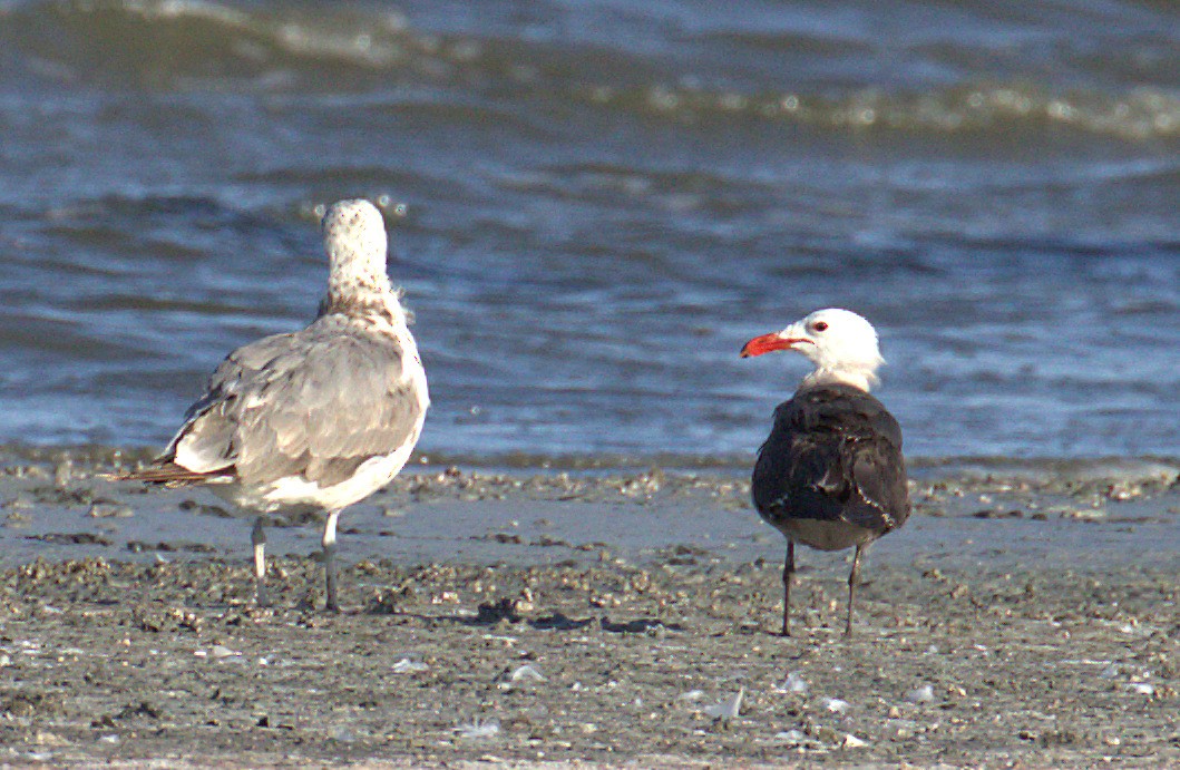 Heermann's Gull - ML63028411