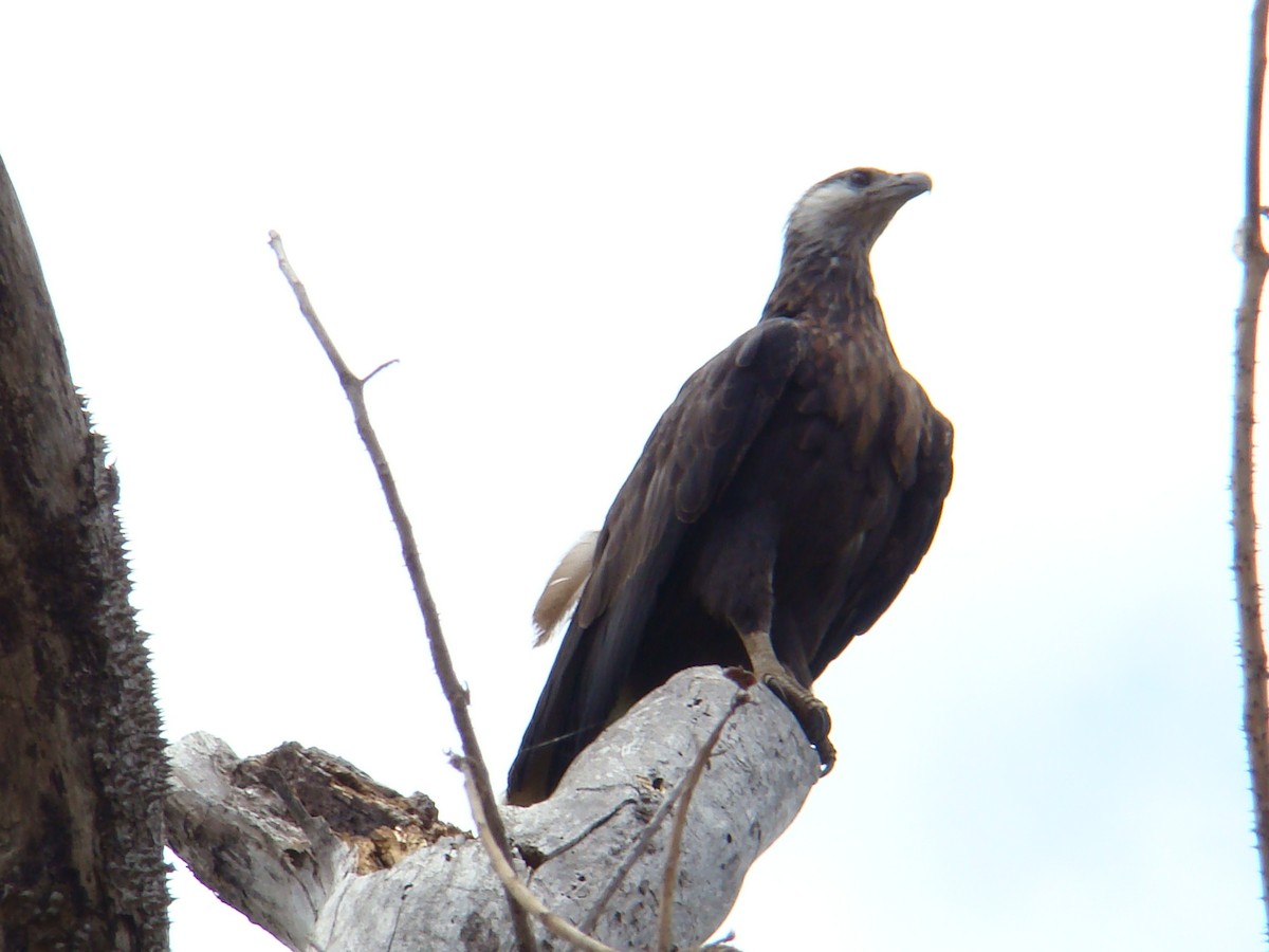 Madagascar Fish-Eagle - ML630284128