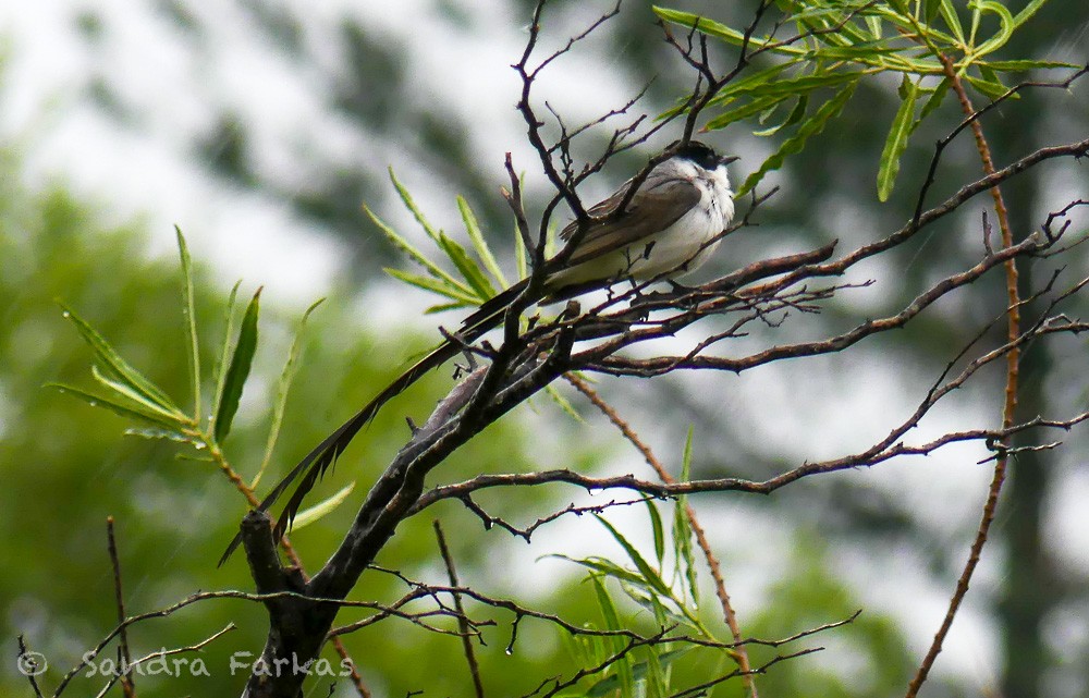 Fork-tailed Flycatcher - ML630284163