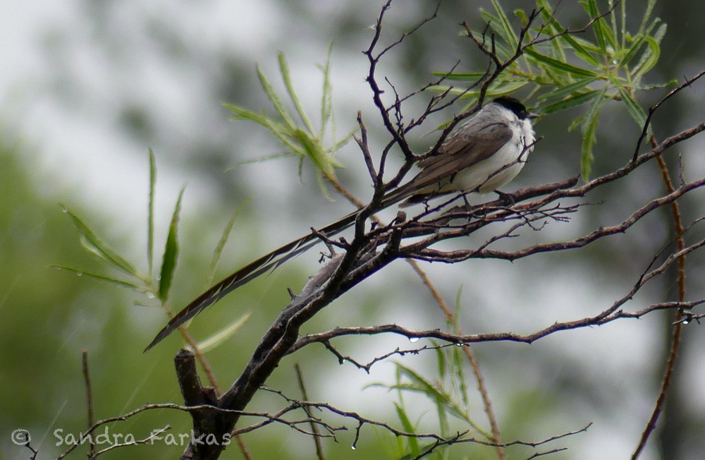 Fork-tailed Flycatcher - ML630284350