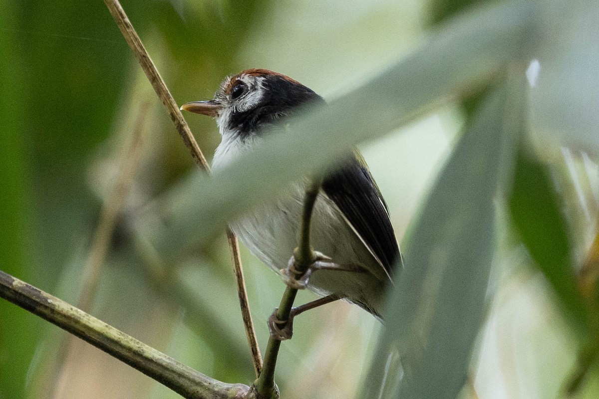 White-cheeked Tody-Flycatcher - ML630284512