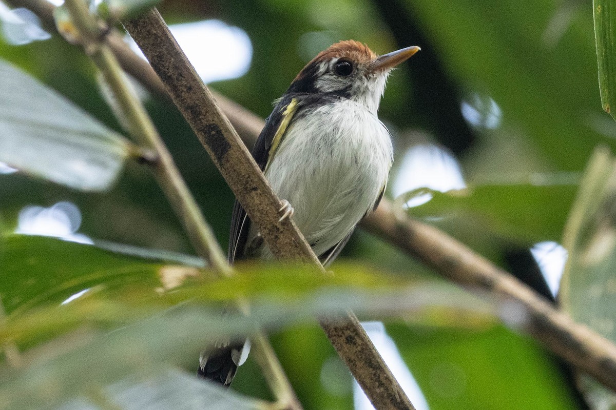 White-cheeked Tody-Flycatcher - ML630284516