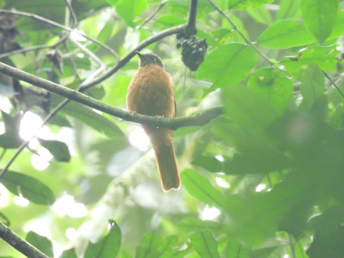 Rufous Flycatcher-Thrush - ML630284573