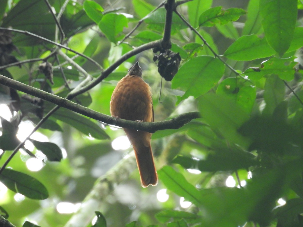 Rufous Flycatcher-Thrush - ML630284574