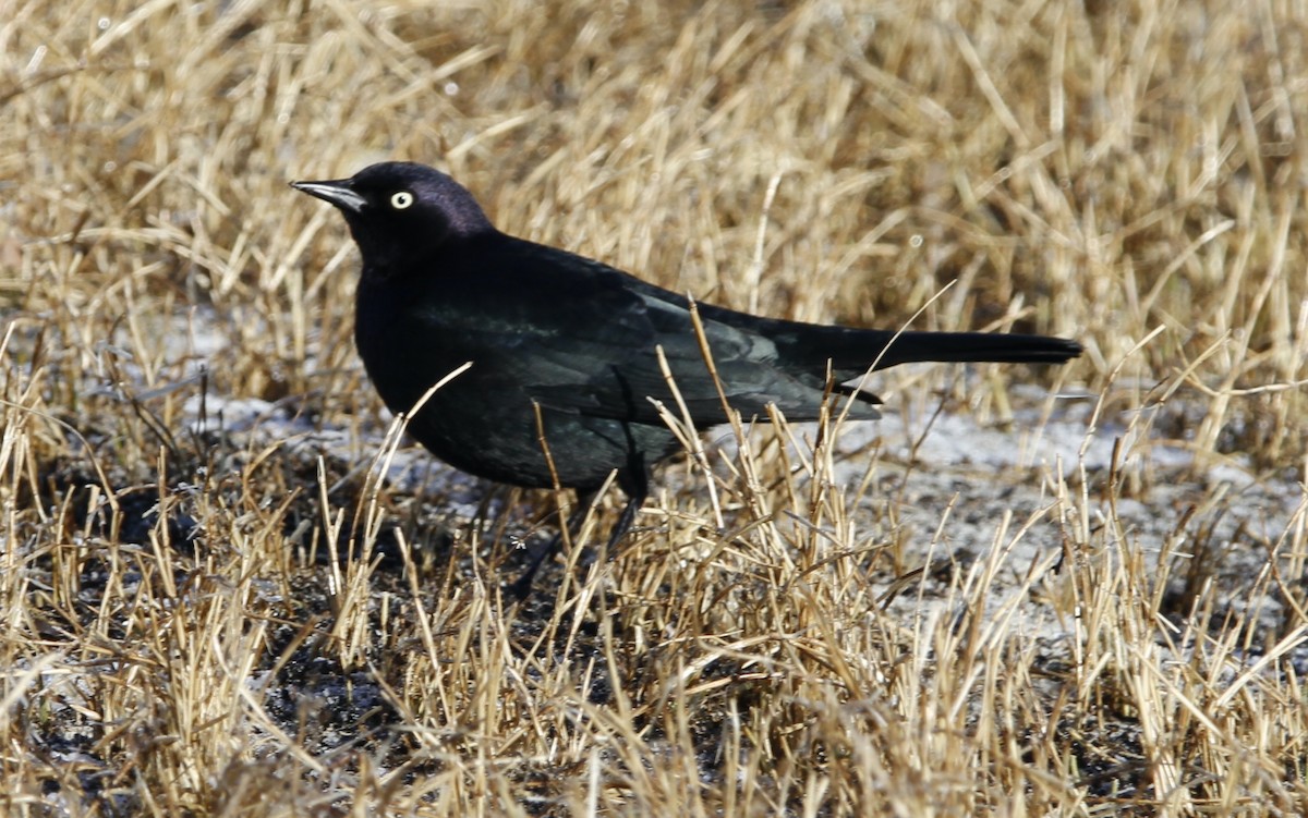 Brewer's Blackbird - ML630284667