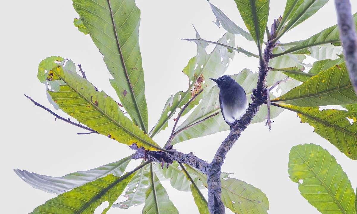 Slate-throated Gnatcatcher - ML630284802