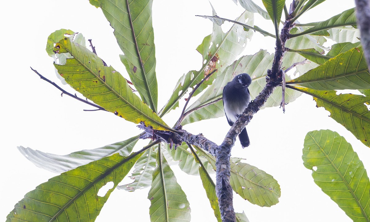 Slate-throated Gnatcatcher - ML630284803