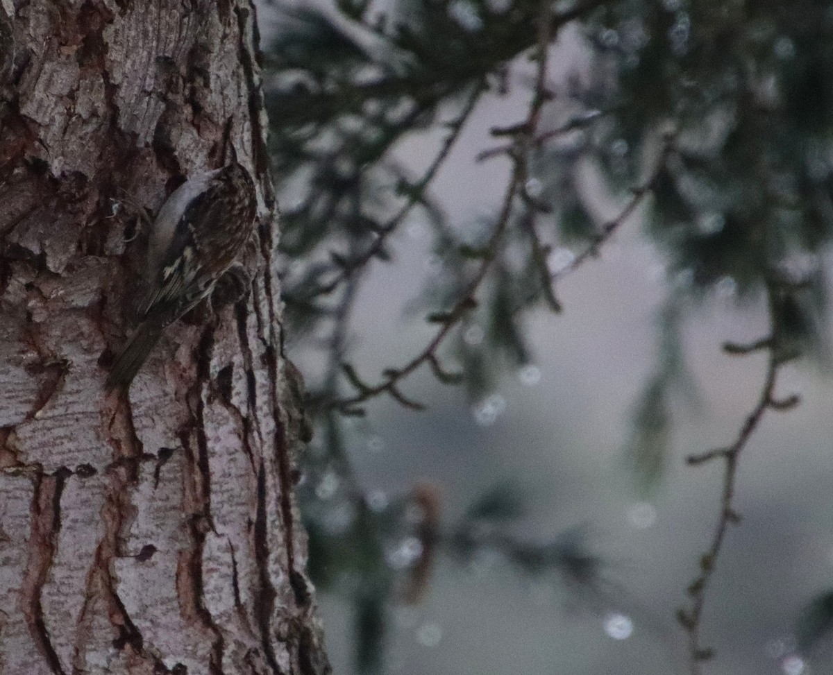 Brown Creeper - ML630284886