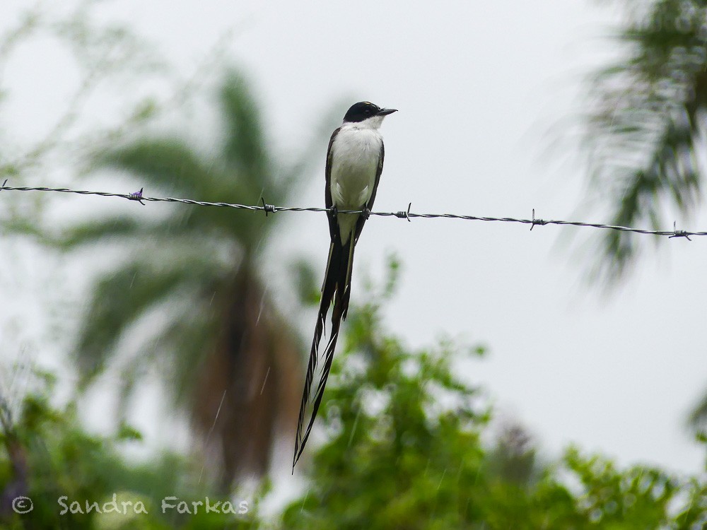 Fork-tailed Flycatcher - ML630284914