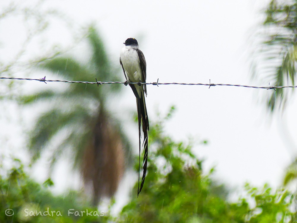 Fork-tailed Flycatcher - ML630284915