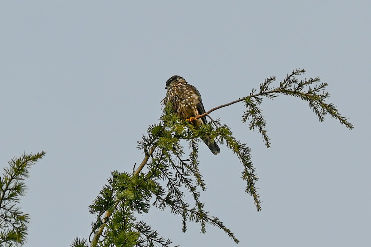 Merlin - ML630284940