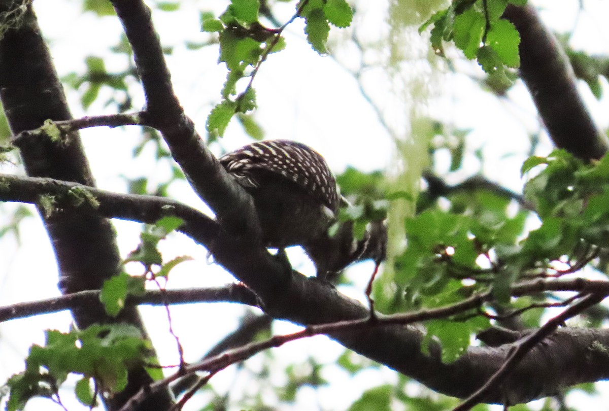 Striped Woodpecker - ML630284942