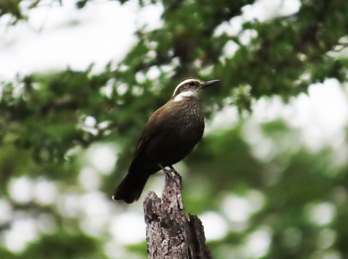 Dark-bellied Cinclodes - ML630284947