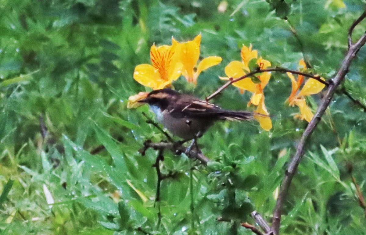 Thorn-tailed Rayadito - ML630284953