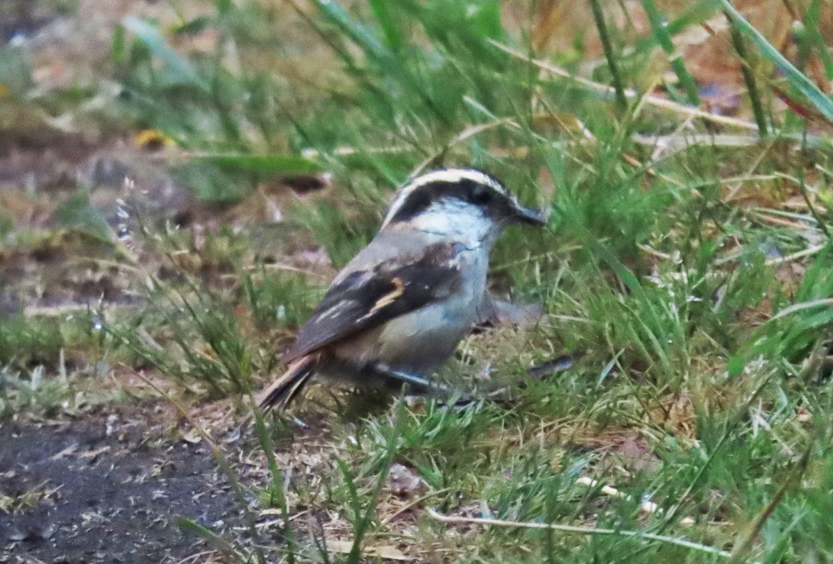 Thorn-tailed Rayadito - ML630284954