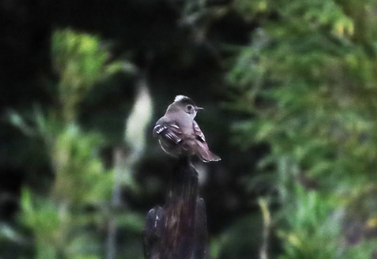 White-crested Elaenia - ML630284957