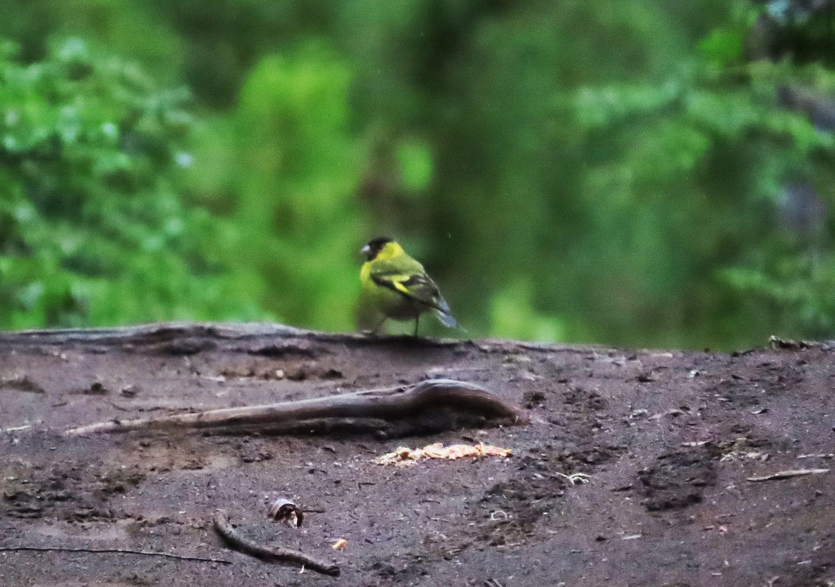 Black-chinned Siskin - ML630284963