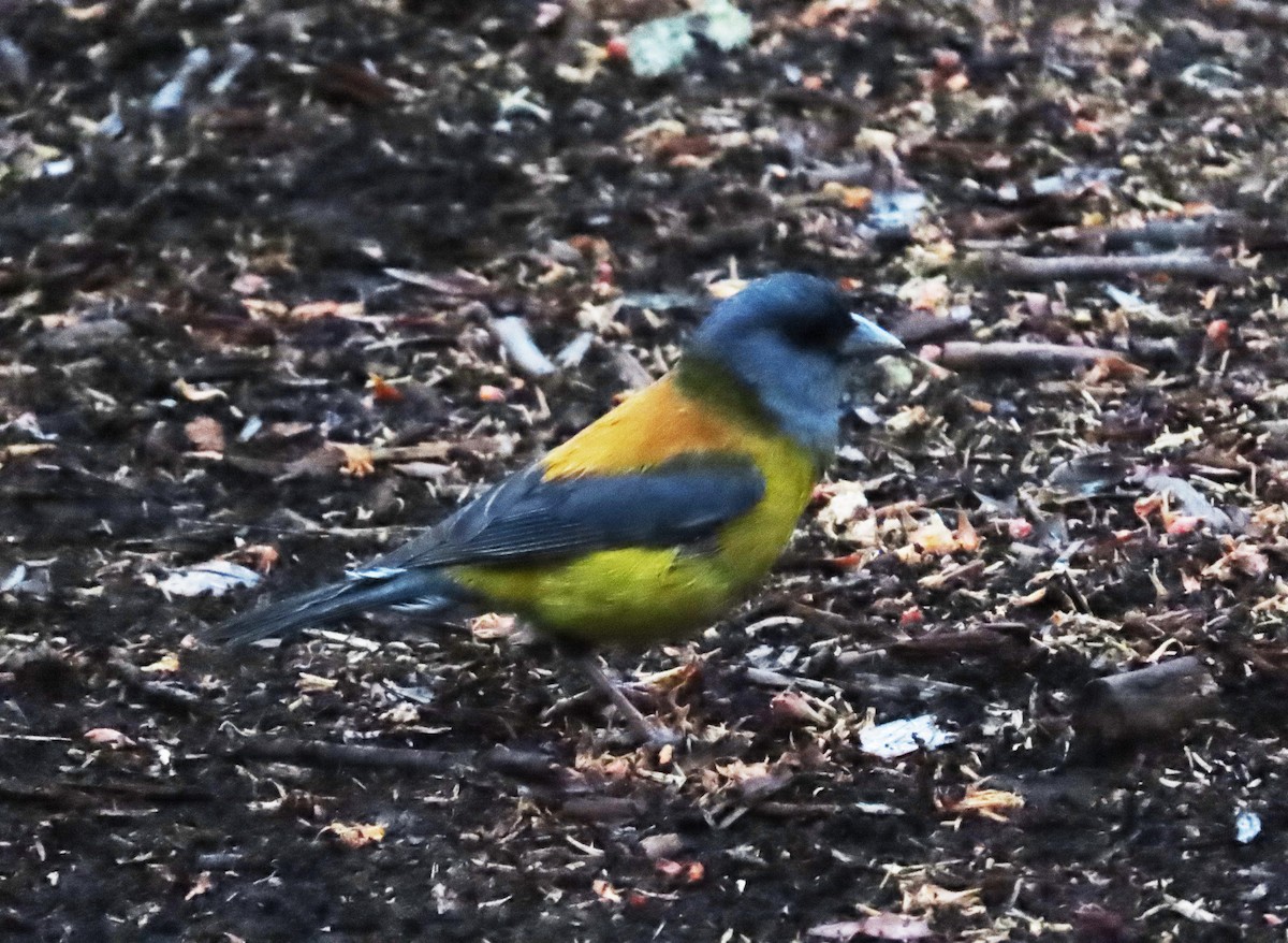 Patagonian Sierra Finch - ML630284971