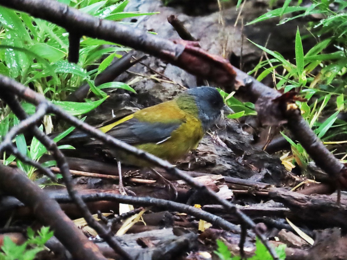 Patagonian Sierra Finch - ML630284972