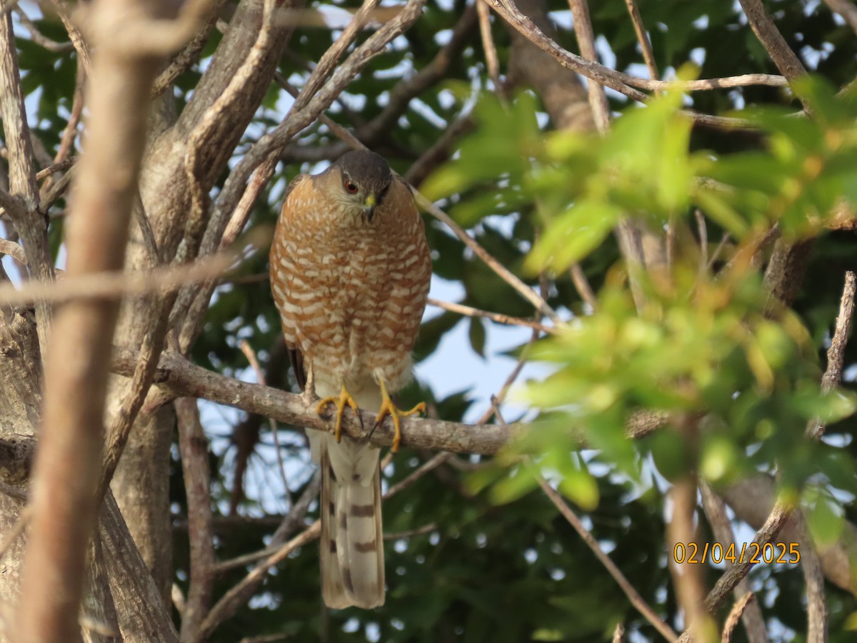 Sharp-shinned Hawk - ML630285239