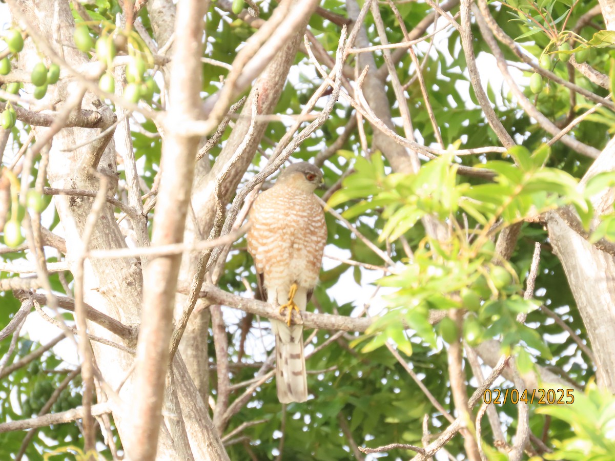 Sharp-shinned Hawk - ML630285240