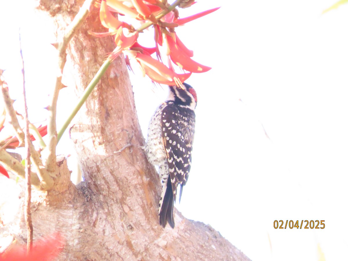 Nuttall's Woodpecker - ML630285258